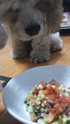 完成した砂肝のトマト煮と愛犬の写真
