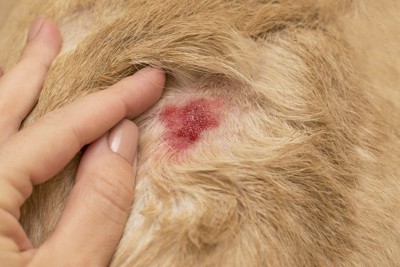 犬の皮膚炎の患部