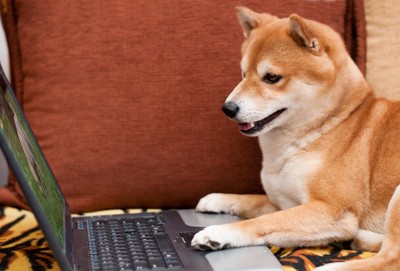 パソコンで検索する柴犬