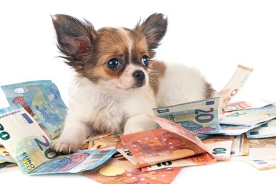 紙幣と犬