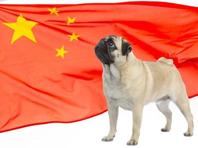 中国国旗と犬