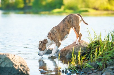 川の水を飲む犬