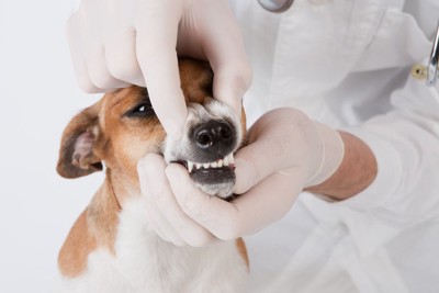 犬の歯を診察する歯医者さん