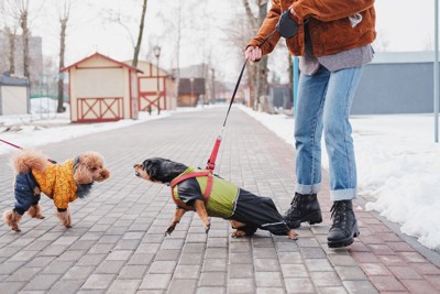 散歩中に他の犬を威嚇する犬