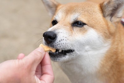 おやつを食べる柴犬