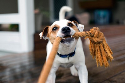 ロープを引っ張って遊ぶ犬