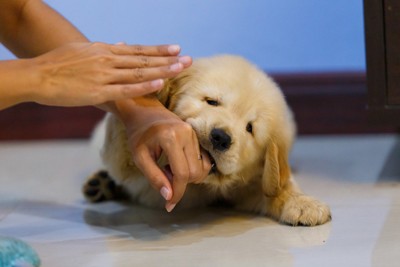 手を噛むゴールデンの子犬