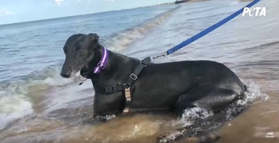 波打ち際に伏せる犬