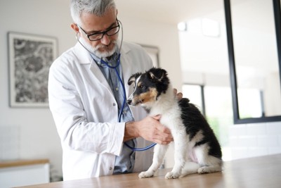子犬の聴診をする獣医師
