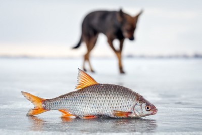 氷の上の淡水魚と犬
