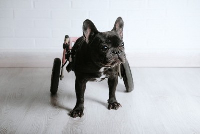 車椅子の犬