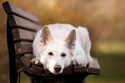 ベンチで休憩する犬