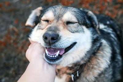 目を細めて甘える犬の笑顔のアップ