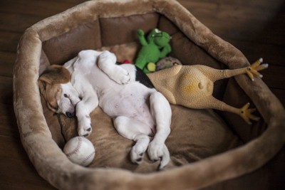 おもちゃと一緒にへそ天で眠るビーグルの子犬