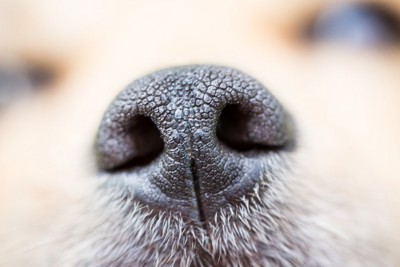 犬の鼻アップ