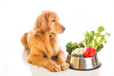 野菜を見つめる犬