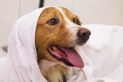 白いタオルで体を拭かれる犬
