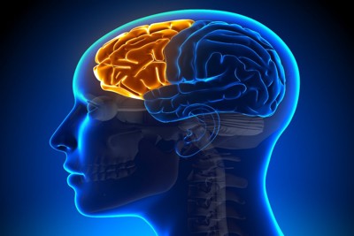 脳の前頭前野のイメージ図
