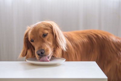 テーブルの上に置かれたお皿を舐めている犬
