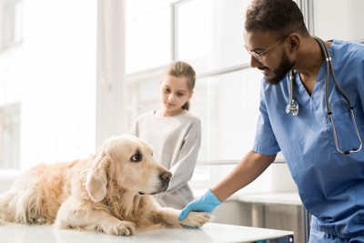 病院で診察を受ける犬