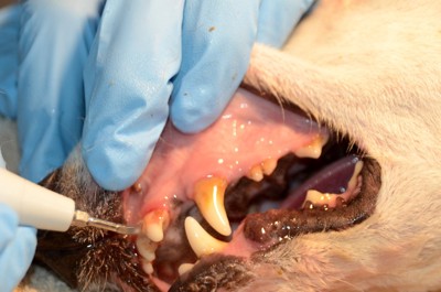 犬の歯石除去