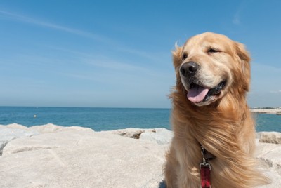 海風にあたっている犬