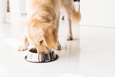 食器からごはんを食べる犬