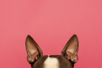 ピンクの背景とフレンチブルドッグの耳