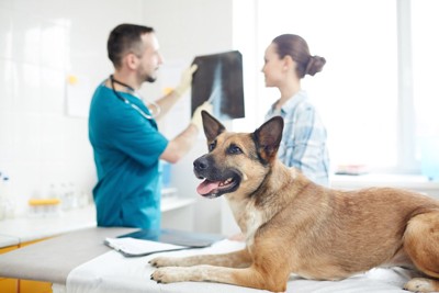 診察台の犬とレントゲンを見る飼い主と説明する獣医師