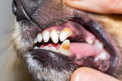 犬歯の並びが悪く歯石が付いた犬の歯