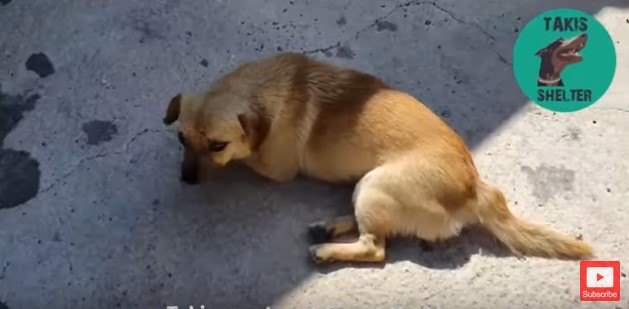 地面に横たわる犬