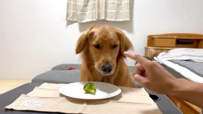 ブロッコリーを食べるよもぎちゃん