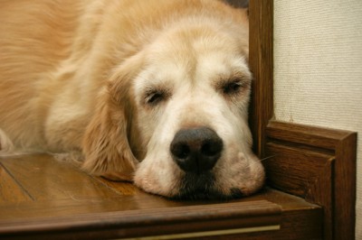 廊下で眠る老犬