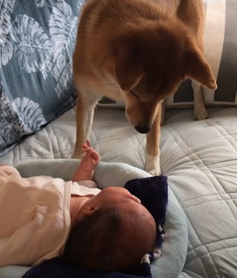 赤ちゃんを見下ろす犬