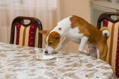 テーブルに登り盗み食いをする犬