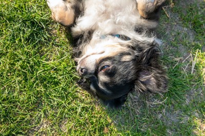 芝生に仰向けに寝転がる犬
