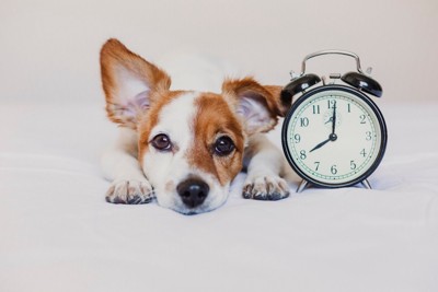 時計と犬