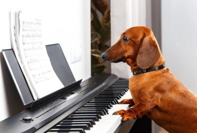 ピアノの前で楽譜を見る犬