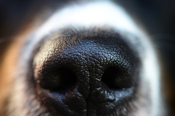 犬の鼻の頭