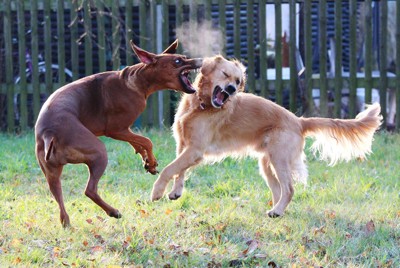 怒る犬（左）、怒られる犬（右）