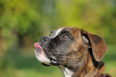 舌を出しているボクサー犬
