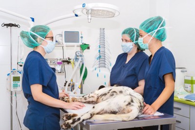 犬の手術の準備をする獣医師チーム