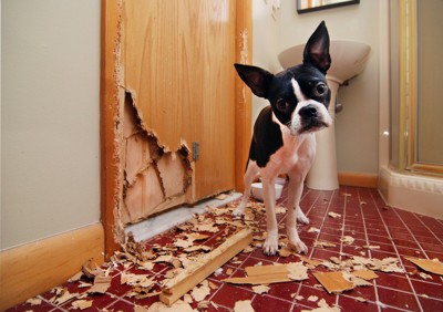 ドアを破壊する犬