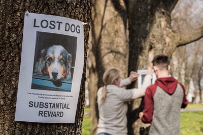 木に愛犬を探す貼り紙