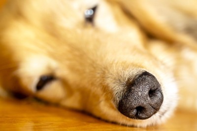 眠る犬の顔アップ
