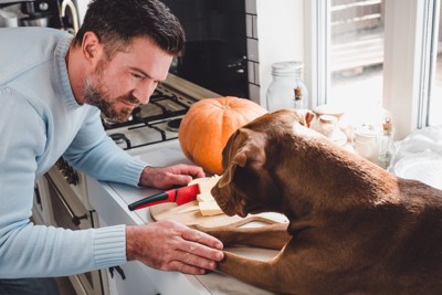 台所で犬をしつける男性