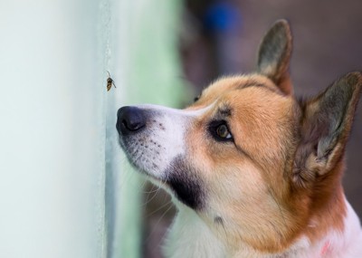 壁に張り付いた虫を見つめる犬