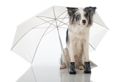 傘と犬