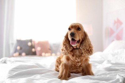 毛布の上に座る笑顔の犬
