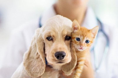 子犬と子猫と獣医師